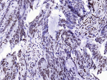 Histone H3.3 Recombinant Rabbit Monoclonal Antibody