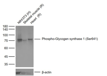 Phospho-Glycogen synthase 1 (Ser641) Recombinant Rabbit Monoclonal Antibody