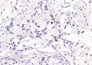 Phospho-c-Jun (Ser63) Recombinant Rabbit Monoclonal Antibody