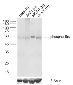 Src (phospho-Tyr419) antibody