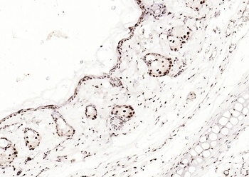 SMAD5 (phospho-Ser463 + Ser465) antibody