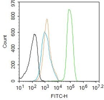 PKC Alpha (phospho-Thr638) antibody