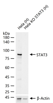 STAT3 Recombinant Rabbit Monoclonal Antibody