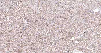 Sodium Potassium ATPase Recombinant Rabbit Monoclonal Antibody