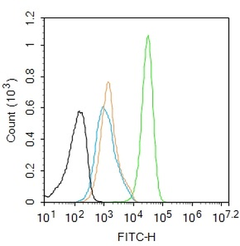 Phospho-YAP1 (Ser127) Recombinant Rabbit Monoclonal Antibody