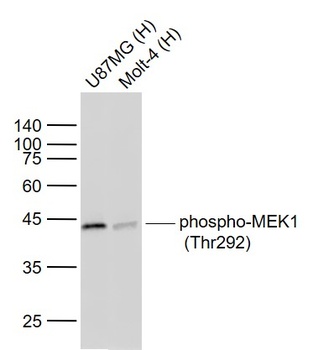 MEK1 (phospho-Thr292) antibody