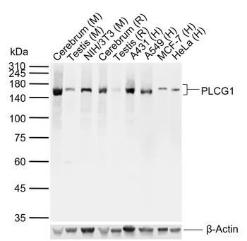 PLC Gamma 1 antibody