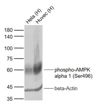 AMPK Alpha 1 (phospho-Ser496) antibody