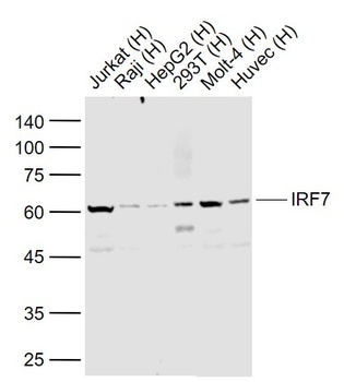 IRF7 antibody