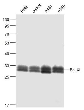 Bcl-XL antibody