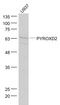PYROXD2 Rabbit Polyclonal Antibody
