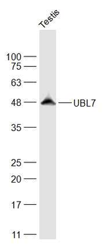 UBL7 Rabbit Polyclonal Antibody