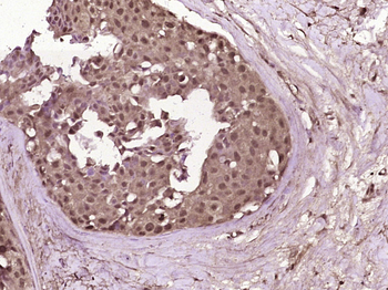 Phospho-Wee1 (Ser53) Rabbit Polyclonal Antibody