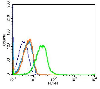 UMOD Rabbit Polyclonal Antibody