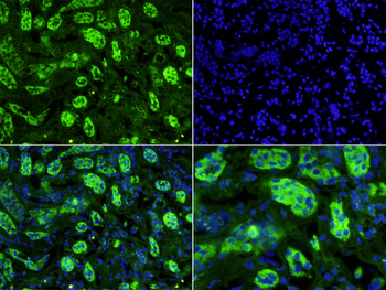 UMOD Rabbit Polyclonal Antibody