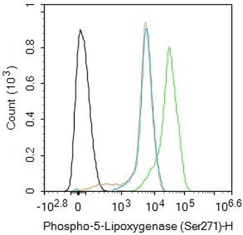 5-Lipoxygenase (phospho-Ser271) antibody