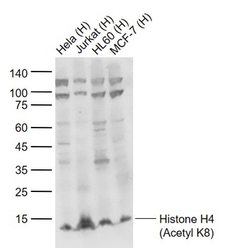 Acetyl-Histone H4 (Lys8) antibody