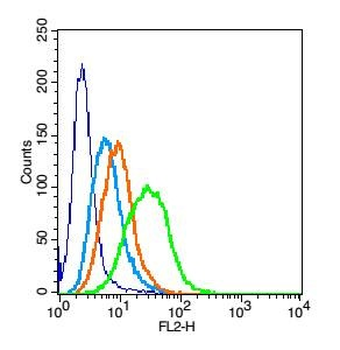 AF10 Rabbit Polyclonal Antibody