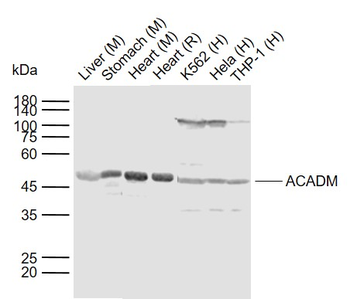 ACADM Rabbit Polyclonal Antibody