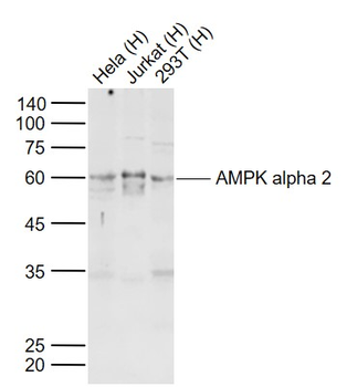 AMPK alpha 2 Rabbit Polyclonal Antibody