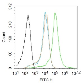 Phospho-AMPK beta 1 (Ser108) Rabbit Polyclonal Antibody