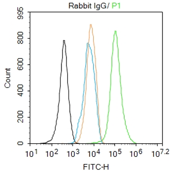 Rabbit IgG