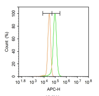 ATG5/APG5L Rabbit Polyclonal Antibody