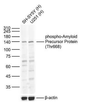 ABPP (phospho-Thr668) antibody