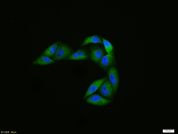 Phospho-ATG1 (Ser556) Rabbit Polyclonal Antibody