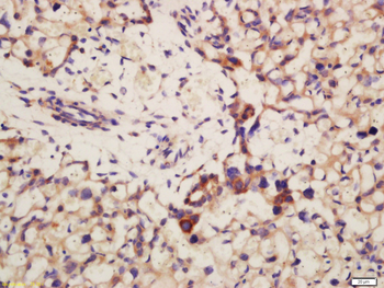 ATG9B Rabbit Polyclonal Antibody