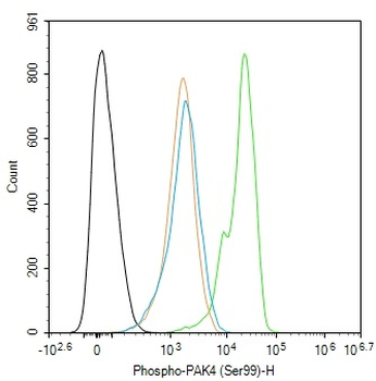 Phospho-PAK4 (Ser99) Rabbit Polyclonal Antibody