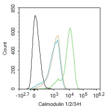Calmodulin 1/2/3 Rabbit Polyclonal Antibody