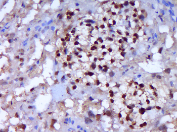 Caspase-7 p20 Rabbit Polyclonal Antibody