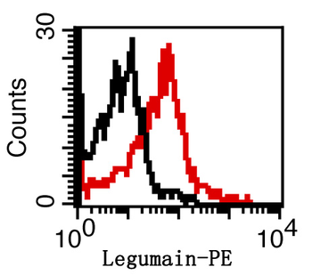 Legumain Rabbit Polyclonal Antibody
