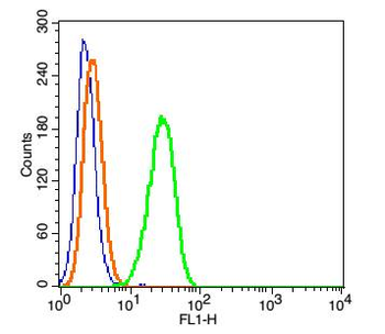 Phospho-Caspase-9 (Tyr153) Rabbit Polyclonal Antibody