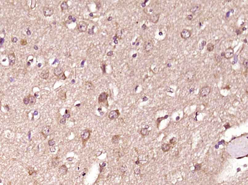 Phospho-Caspase-9 (Tyr153) Rabbit Polyclonal Antibody