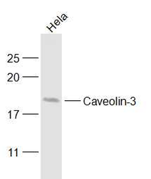 Caveolin-3 Rabbit Polyclonal Antibody