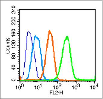 CD44v10 Rabbit Polyclonal Antibody