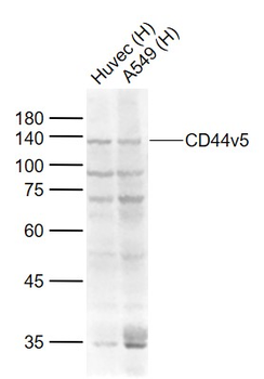 CD44v5 Rabbit Polyclonal Antibody