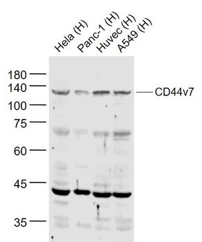 CD44v7 antibody