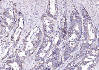 CD134 Rabbit Polyclonal Antibody