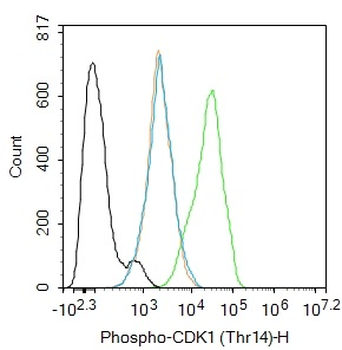 Phospho-CDK1 (Thr14) Rabbit Polyclonal Antibody
