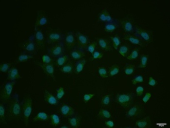 cdc25C (phospho-Thr48) antibody