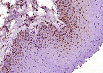 Phospho-CDK2 (Thr160) Rabbit Polyclonal Antibody