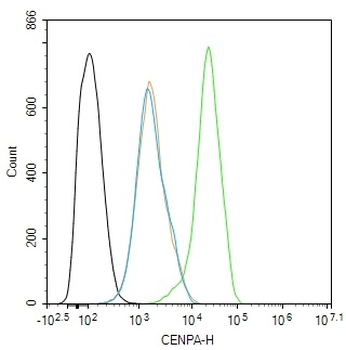 CENPA Rabbit Polyclonal Antibody