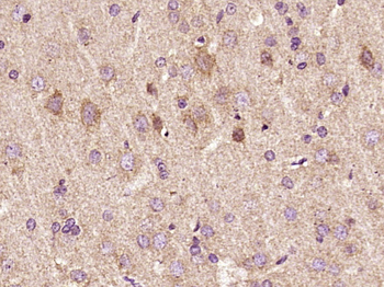 Phospho-ERBB3 (Tyr1289) Rabbit Polyclonal Antibody