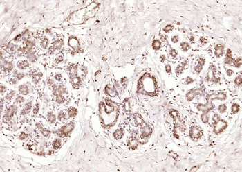 Phospho-HER4 (Tyr1284) Rabbit Polyclonal Antibody