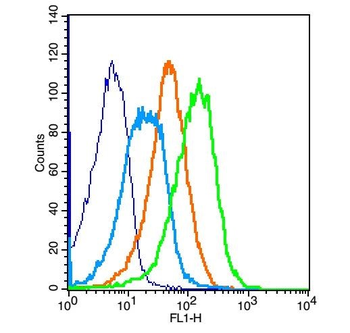 CLEC2D Rabbit Polyclonal Antibody