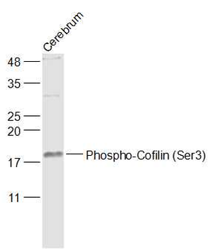 Phospho-Cofilin (Ser3) Rabbit Polyclonal Antibody