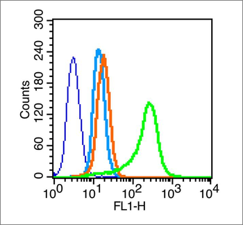 Phospho-Cyclin B1 (Ser147) Rabbit Polyclonal Antibody